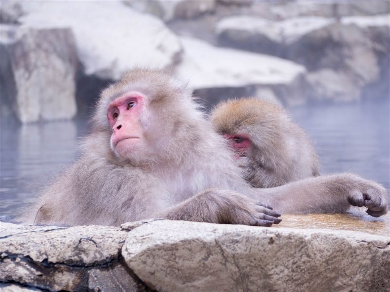 Japonsko - Olympijské lyžařské dobrodružství v Japonsku - Nagano a Hakuba Valley - Poznávací zájezdy