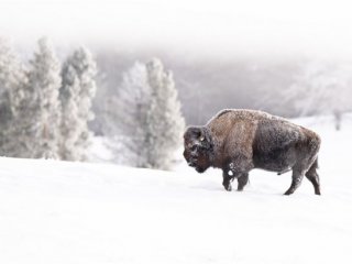 USA - Divoká Montana - Lyžování a Yellowstone na sněhu - Poznávací zájezdy USA - Divoká Montana - Lyžování a Yellowstone na sněhu - Poznávací zájezdy